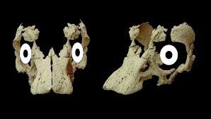 Fotky: Lebka stará 80 milionů let zřejmě patřila neznámému dinosaurovi